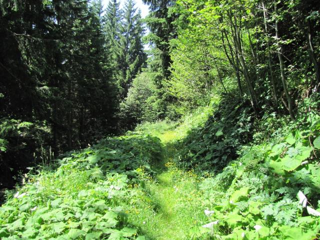 wir haben das Alpenrösli verlassen sind zu Punkt 1551 m.ü.M. zurückgelaufen. Nun geht es zur Station Madrisabahn