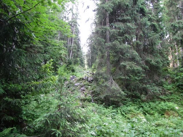 der Weg führt durch den Schlunenwald zur Rinderweidalp