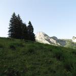 auf der Rinderweidalp der Sonne entgegen