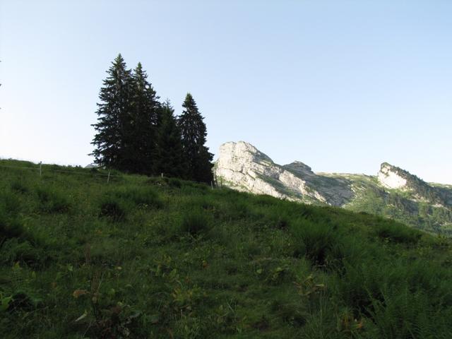 auf der Rinderweidalp der Sonne entgegen