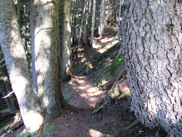 durch einen Wald geht es ins Val Punteglias runter