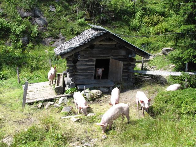 so sollten alle Schweine gehalten werden