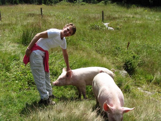 neugierige Schweine bei Mäusi