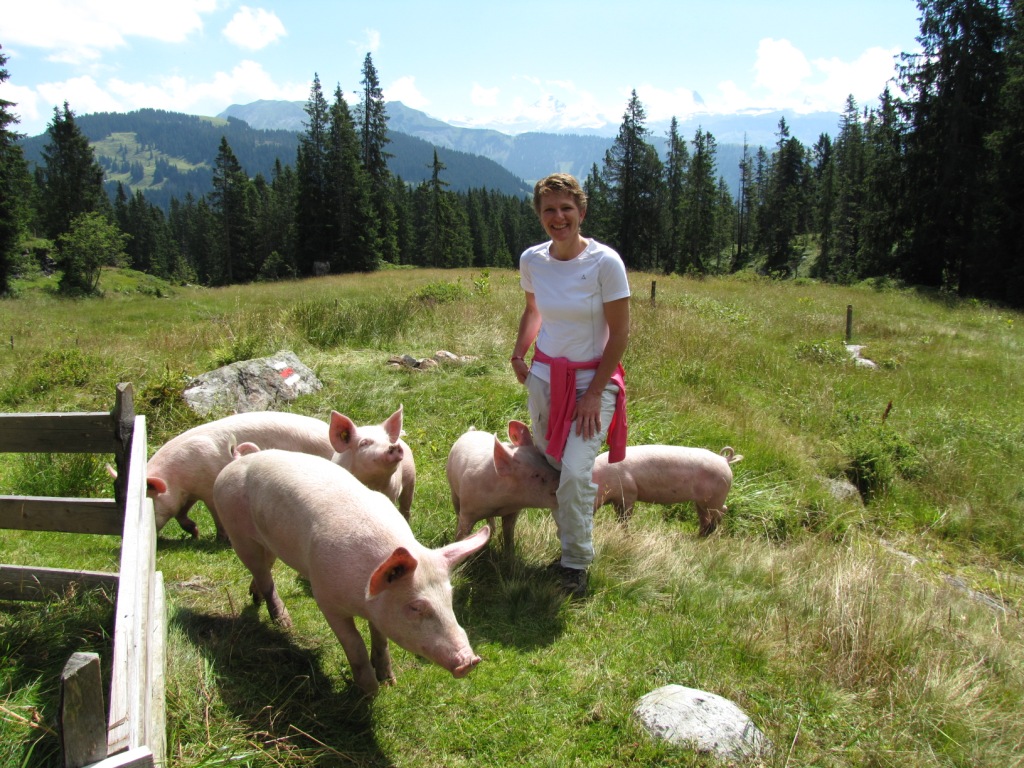 Mäusi umringt von Schweine