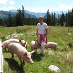 Mäusi umringt von Schweine