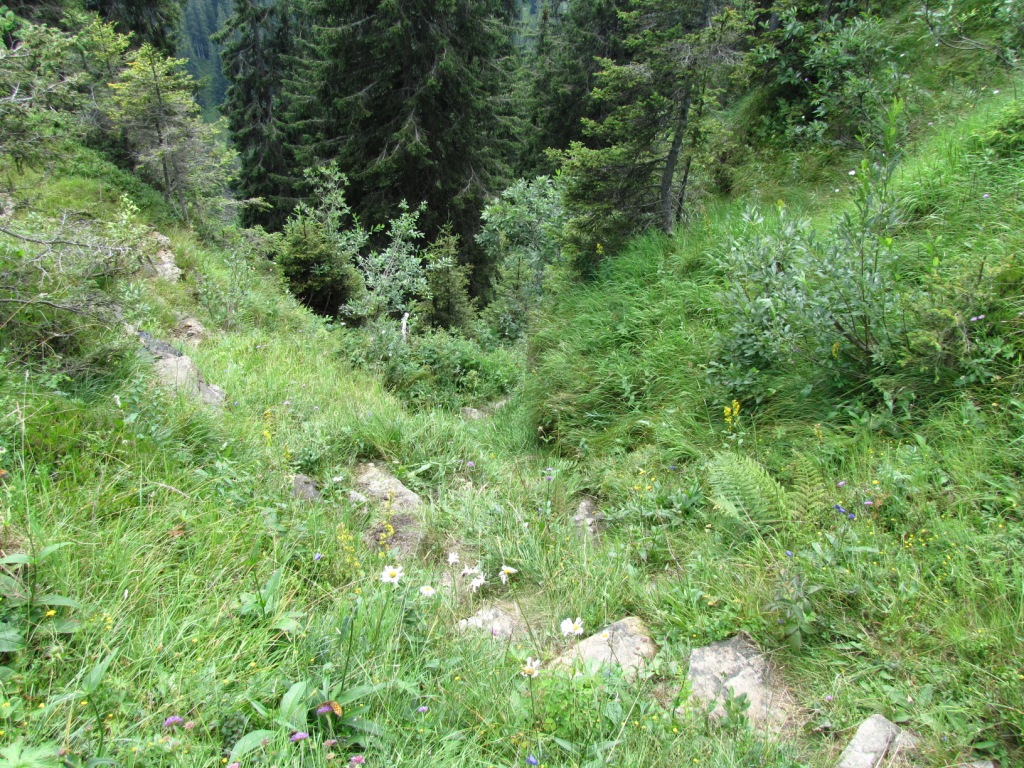 steil geht es nun runter Richtung Pfadli 1600 m.ü.M.