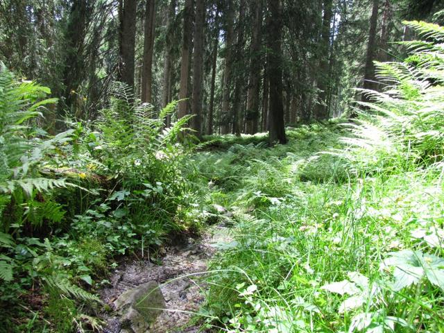 durch einen schönen Wald führt der Weg uns nun Richtung Chromatta