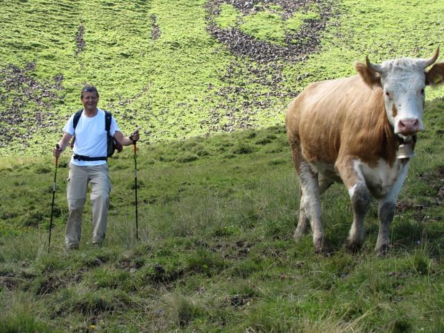 Rolf rennt einer Kuh nach