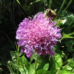 schöne Alpenblumen säumen den Weg