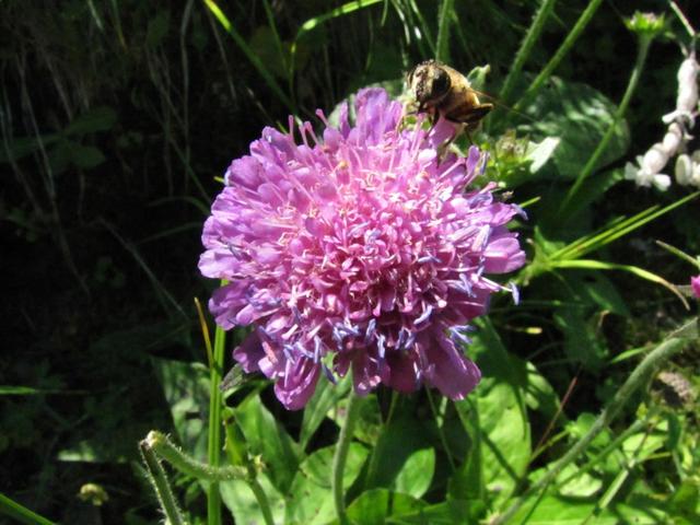 schöne Alpenblumen säumen den Weg