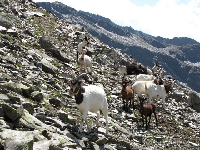 Bergziegen bei der ehemaligen Militärunterkunft unterhalb von Punkt 2709 m.ü.M.