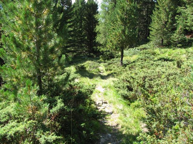 der Weg führt durch einen schönen Lärchen- und Föhrenwald