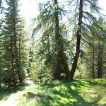 Breitbildfoto vom romantischen Schindelbodenwald