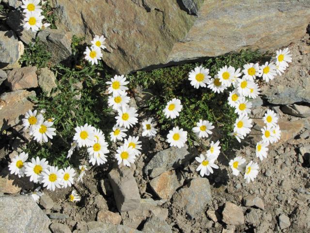 immer wieder erstaunlich, das in so einer Steinwüste, Blumen wachsen können