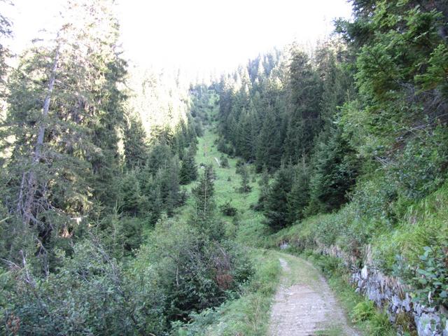 zuerst über eine Waldstrasse