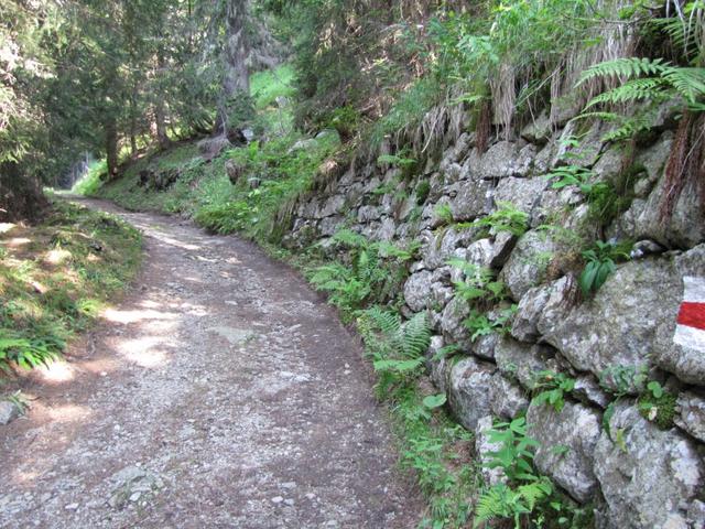 auf der Waldstrasse im Pardenner Wald. Kurz nach Punkt 1547 m.ü.M.