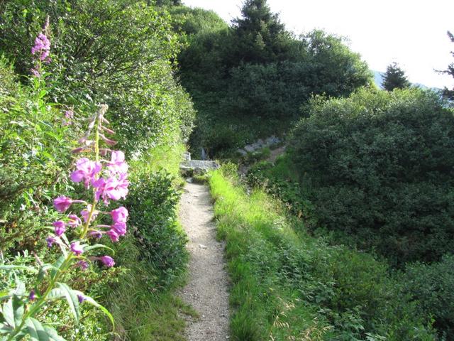 über einen schönen Bergweg, geht es unschwierig Richtung Fergenhütte