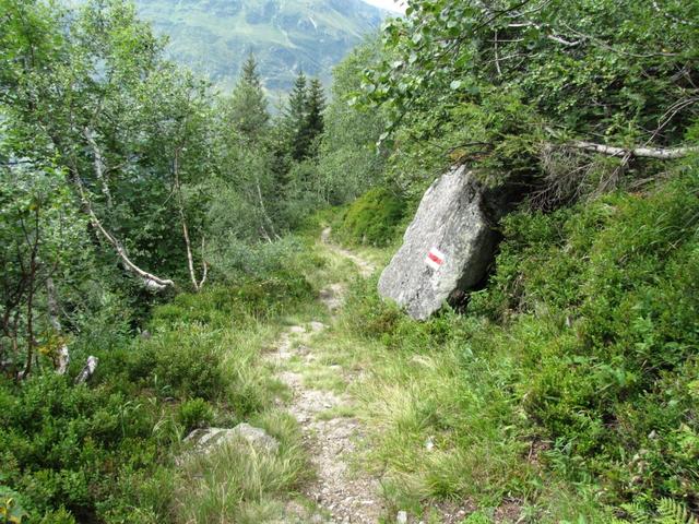 es geht durch den Spärrer Wald