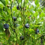 feine Heidelbeeren am Wegesrand