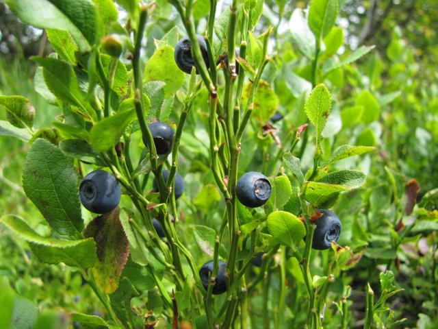 feine Heidelbeeren am Wegesrand