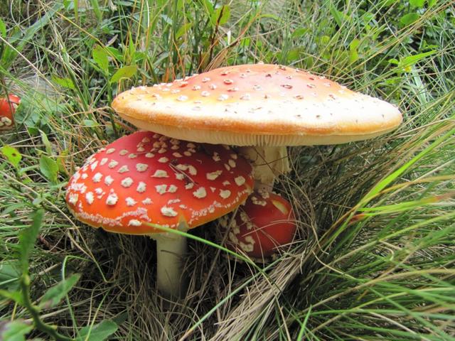 dieser Fliegenpilz darf man nicht essen!