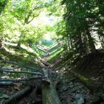 Blick nach oben im Schwändeliwald. Unheimlich steil sind hier die Hänge