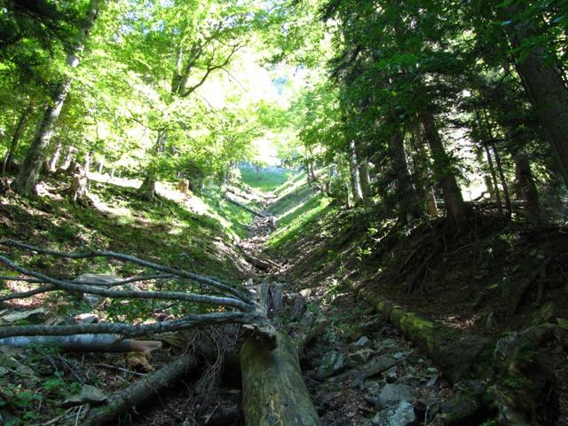 Blick nach oben im Schwändeliwald. Unheimlich steil sind hier die Hänge