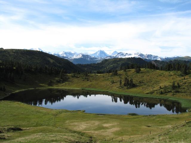 der Sewenseeli. Im Hintergund die Berner Bergriesen, wie z.B. der Eiger