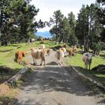 Kühe versperren den Weg bei Schnabel