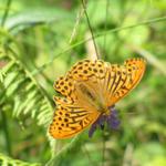 schöner Schmetterling