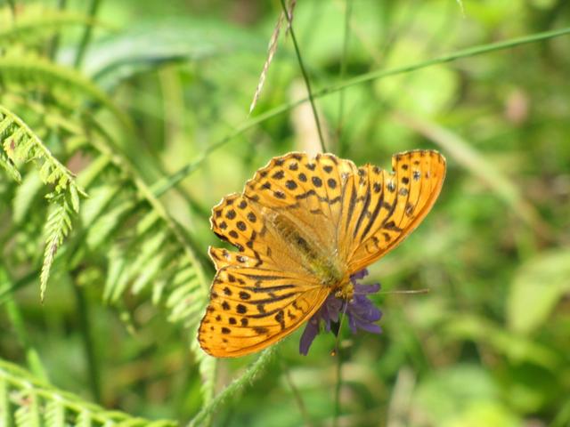 schöner Schmetterling