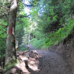 bei Punkt 1300 m.ü.M. endet die Forststrasse