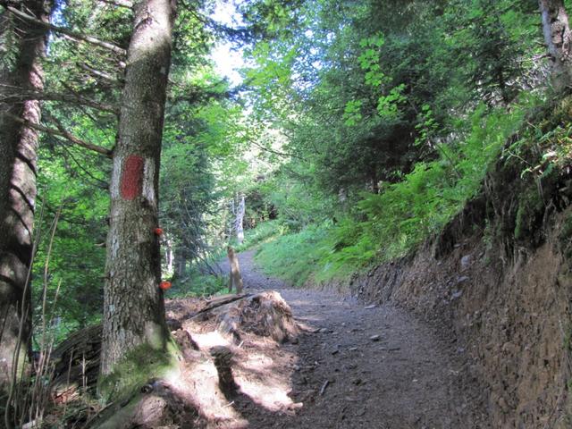 bei Punkt 1300 m.ü.M. endet die Forststrasse