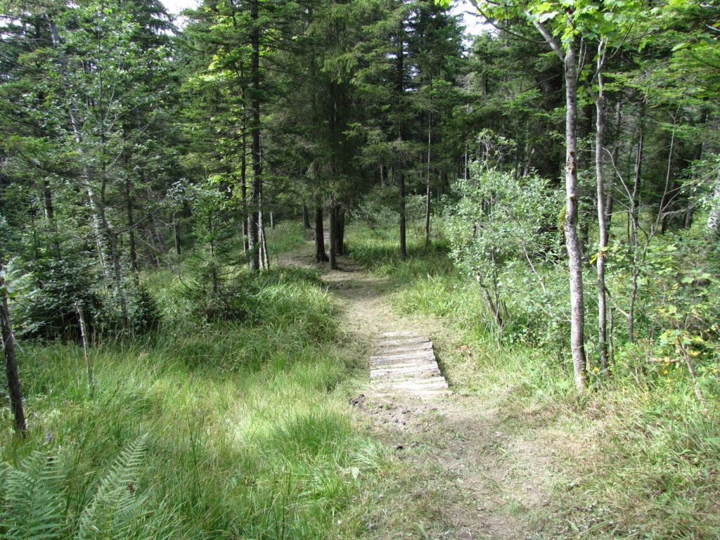 durch den Wisstannen Wald, führt uns der Weg runter Richtung Sihltalhütte