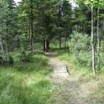 durch den Wisstannen Wald, führt uns der Weg runter Richtung Sihltalhütte
