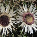 schöne Distel am Wegesrand