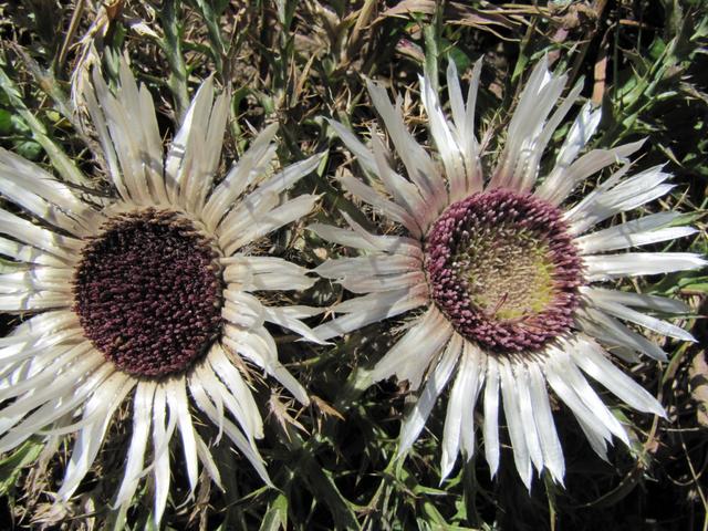 schöne Distel am Wegesrand