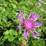 Alpen-Skabiosen-Flockenblume