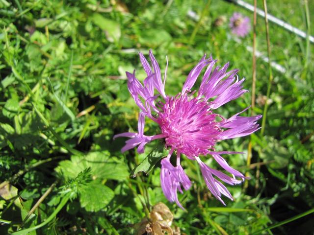 Alpen-Skabiosen-Flockenblume