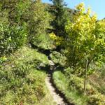 auf einfachem Wanderweg führt der Weg aufwärts