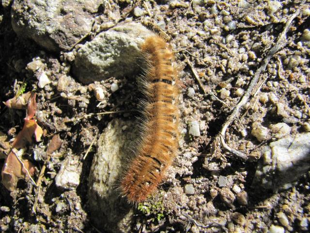 eine schöne Raupe mitten auf dem Weg!