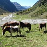 auf der Alp Sardasca sind Pferde, Ponys, Kühe, Kälber, Stiere und Esel zu sehen