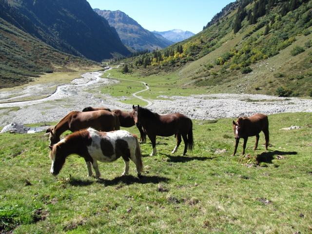 auf der Alp Sardasca sind Pferde, Ponys, Kühe, Kälber, Stiere und Esel zu sehen