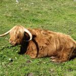 auch Angus Rinder sind auf der Alp Sardasca zu Hause