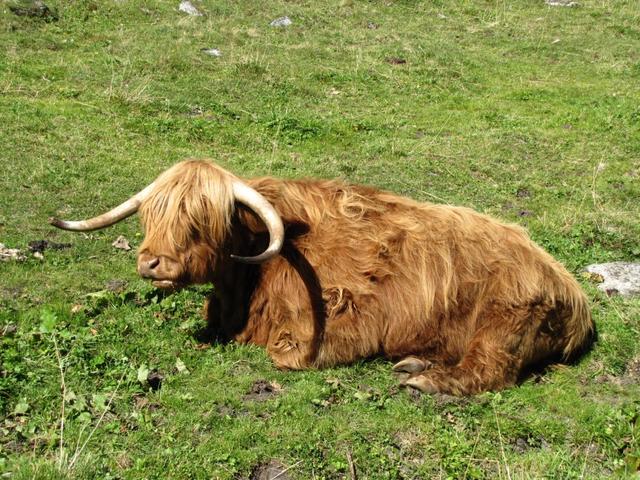 auch Angus Rinder sind auf der Alp Sardasca zu Hause