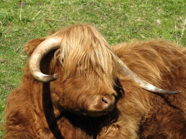 das Fleisch der Angus Rinder ist sehr schmackhaft