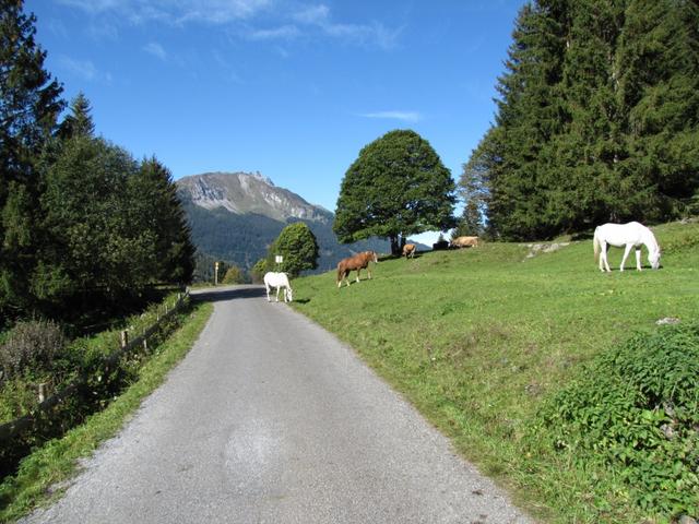 kurz vor Monbiel