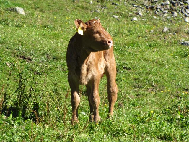 dieses Kalb ist keine Woche alt