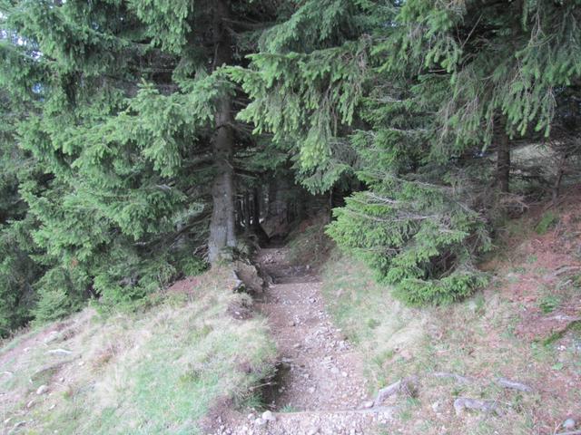 es geht rein in den Wald