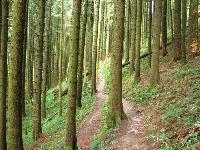 durch einen schönen Wald geht es Richtung Änzisattel